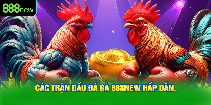 Các trận đấu đá gà 888NEW hấp dẫn.