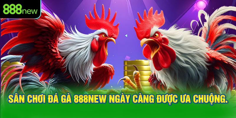 Sân chơi đá gà 888NEW ngày càng được ưa chuộng.