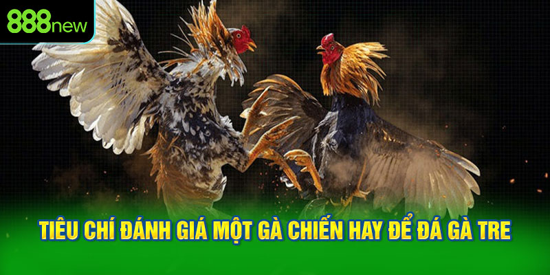Tiêu chí đánh giá một gà chiến hay để đá gà tre