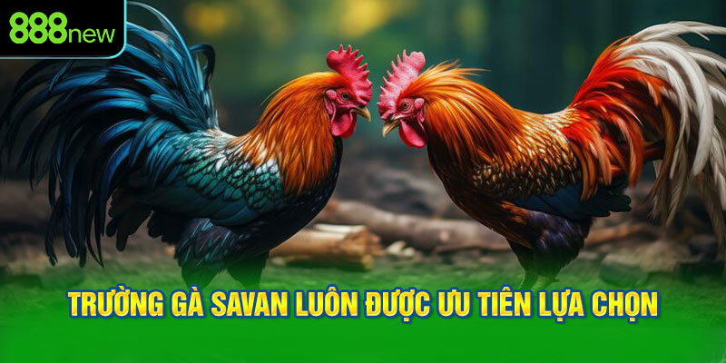 Trường gà Savan luôn được ưu tiên lựa chọn